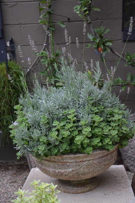 Garden With Lavender, Table Garden, Garden Works, Edible Landscaping, Garden Containers, Container Garden, Garden Bar, Container Flowers, Garden Cottage