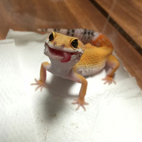 Gecko, Orange, White