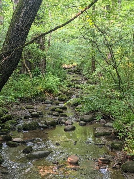 Creek In The Forest, Forest Creek Aesthetic, Creek Aesthetic Nature, Pretty Forest Aesthetic, Earthy Aesthetic Pictures, Creek Pics, Earthy Photos, Creek Life, Creek Pictures