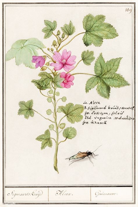 Large mallow, Malva sylvestris (1596–1610) by Anselmus Boëtius de Boodt. Original from the Rijksmuseum. Digitally enhanced by rawpixel. | free image by rawpixel.com Free Botanical Prints, Amy Sol, Mallow Plant, Malva Sylvestris, Cottage Illustration, Botanical Printables, Plant Sketches, Mallow Flower, Printable Decorations