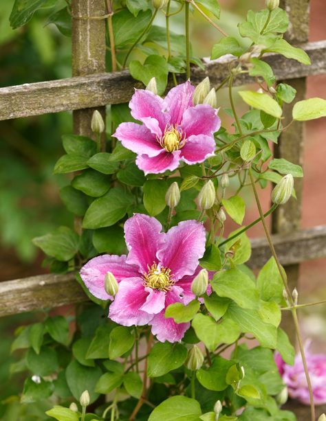 How to Grow and Care for Clematis 'Piilu' Types Of Clematis Plants, Clematis Piilu, Clematis Varieties, Clematis Nelly Moser, Clematis Armandii, Clematis Montana, Identify Plant, Shade Perennials, Flowering Vines