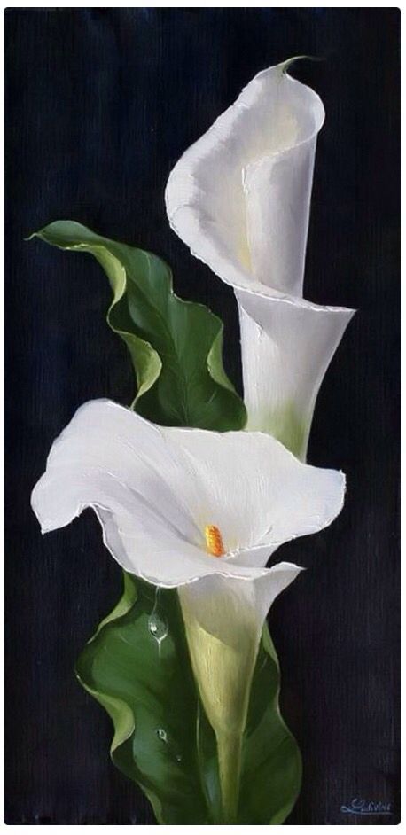 https://www.pinterest.nz/pin/565553665703491928/ Lily Painting, Calla Lilies, China Painting, Flower Art Painting, Arte Floral, Calla Lily, Flower Pictures, Botanical Art, Flower Drawing