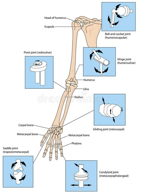 Joint types in the upper limb stock illustration Upper Limb Anatomy, Human Body Science Projects, Medical Laboratory Science Student, Anatomy Education, Human Body Science, Anatomy Bones, Nursing School Motivation, Basic Anatomy And Physiology, Nurse Study Notes