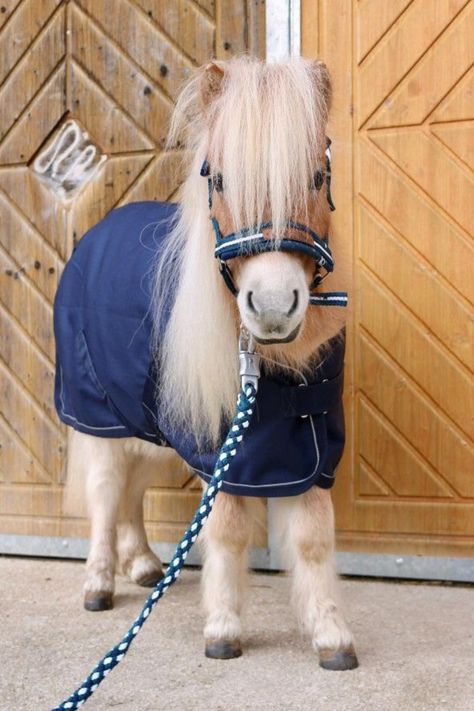 Horse Cute, Miniature Ponies, Funny Horse Pictures, Regnul Animal, Cute Horse Pictures, Barn Animals, Baby Farm Animals, Cute Ponies, Funny Horses