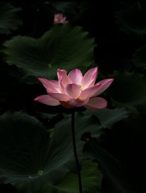 Lotus Flower Aesthetic, Lotus Aesthetic, Buddhism Wallpaper, Lotus Flower Wallpaper, Lotus Wallpaper, Lotus Flower Pictures, Lotus Flower Art, Lily Lotus, Theme Nature