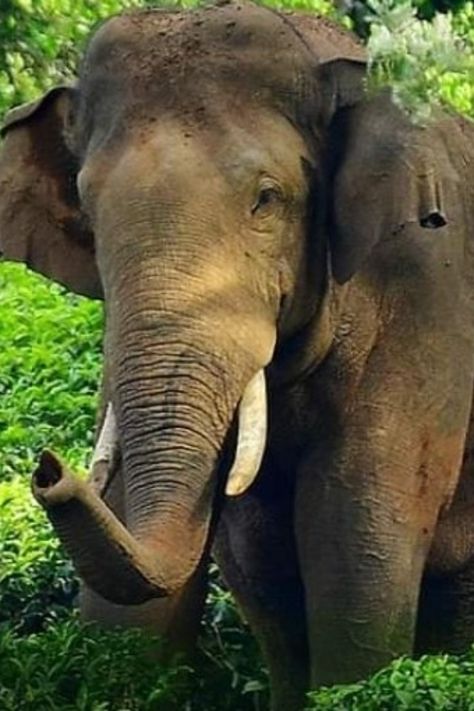 Ending months of uncertainties, protests and legal battles, the Kerala Forest Department on Saturday captured a wild elephant that has been blamed for at least ten human deaths. Locally called Arikomban, which translates to rice tusker for its unusual likeness to rice, the wild elephant estimated to be around 30 years old has been terrorising a tribal village near Munnar in Kerala's Idukki District. BCCLRice-loving wild elephantArikomban has also frequently raided ration shops and house Arikomban Elephant, Kerala Elephant, Elephant Habitat, Elephant Trunk Up, Forest Department, Wild Elephant, Wild Kingdom, Munnar, Asian Elephant