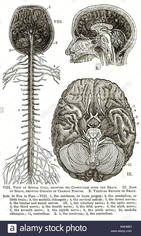 Download this stock image: nervous system spinal cord brain cranial nerve cerebrum diagram chart anatomical cross section sensory perception neural pathway - AMH6BH from Alamy's library of millions of high resolution stock photos, illustrations and vectors. Spinal Cord Aesthetic, Brain Diagram Aesthetic, Nervous System Aesthetic, Nervous System Illustration, Nervous System Drawing, Nervous System Art, Neural System, Nervous System Diagram, Brain Aesthetic