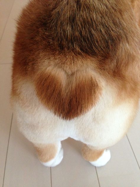 Corgi Heart Tail, Corgi Haircut Styles, Corgi Grooming Styles, Corgi Sploot, Fluffy Corgi, Dog Grooming Styles, Cute Corgi Puppy, Cute Dog Wallpaper, About Heart