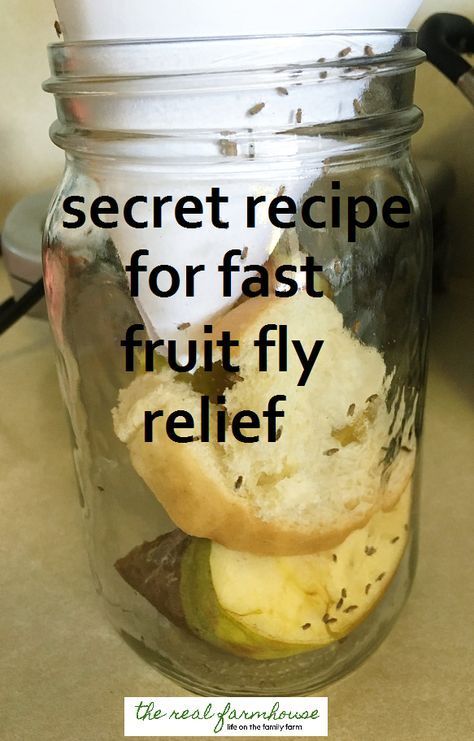 How to get rid of fruit flies naturally- the best way. Results in 5 minutes! Fruit Flies In House, Fruit Fly Trap Diy, Fruit Fast, Fruit Fly Trap, Fruit Fly, Diy D, Fly Trap, Fruit Flies, Fly Traps