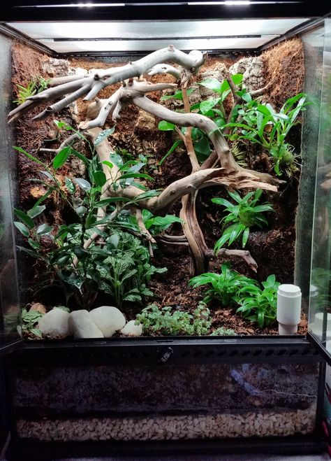 Crested Gecko Vivarium - Dendroboard Crested Gecko Vivarium, Crested Gecko Habitat, Tree Frog Terrarium, Gecko Cage, Crested Gecko Care, Dart Frog Vivarium, Gecko Vivarium, Bioactive Vivarium, Gecko Habitat