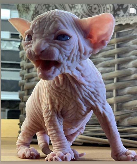 Baby Hairless Cat, Sphynx Kittens For Sale, Hairless Kitten, Cute Hairless Cat, Sphynx Kittens, Hairless Cats, Kittens For Sale, Kitten For Sale, Hairless Cat