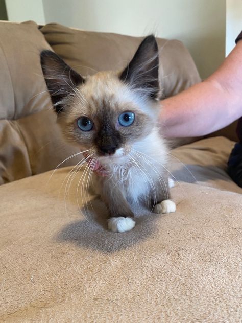 Cat for adoption - Asher, a Domestic Long Hair & Siamese Mix in Plainville, CT | Petfinder Siamese Mix Cats, Long Haired Kittens, Siamese Kittens, Blue Point, Kittens For Adoption, Foster Care, Kitten Adoption, Cat Adoption, Pet Adoption