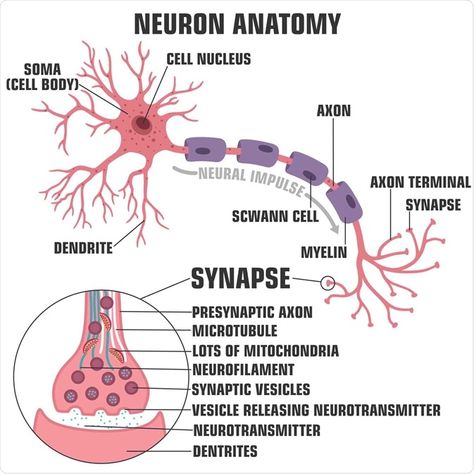 What is the Nervous System? | News-Medical Nervous System Anatomy, Study Biology, Psychology Studies, Basic Anatomy And Physiology, Nurse Study Notes, Biology Facts, Medical Student Study, Brain Anatomy, Nursing School Survival