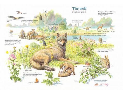 Keystone species and their role in rewilding | Rewilding Europe Eurasian Wolf, Keystone Species, Amur Leopard, Scientific Illustration, Guard Dogs, Wild Nature, Arte Animal, Nature Illustration, Ecology