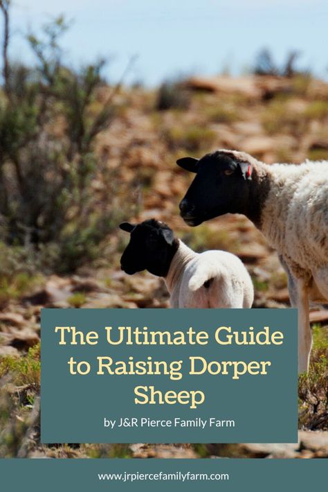 Dorper Sheep, Raising Sheep, Sheep Ears, Sheep Shearing, Boer Goats, Raising Goats, Farm Plans, Sheep Breeds, Animals Care