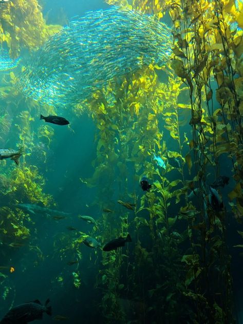 Underwater Photography Pool, 심플한 그림, Kelp Forest, Underwater Scene, Monterey Bay Aquarium, Monterey Bay, Underwater Photography, Underwater World, Nature Aesthetic