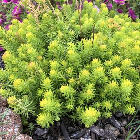 SEDUM_ANGELINA_STONECROP_GC_SEDAN_01 Angelina Stonecrop, Angelina Sedum, Sedum Angelina, Palm Springs Garden, Sedum Plant, Garden Mum, Habitat Garden, Front Garden Design, Native Garden