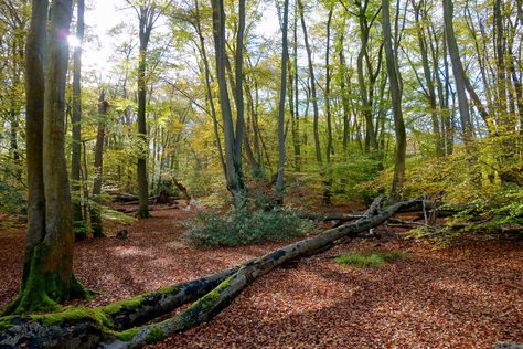 Epping Forest (UK) is beautiful in autumn  and easily accessible if you're in London Epping Forest London, Unreal Places, Betty Neels, Epping Forest, Air Travel Tips, Day Trips From London, Adventure Landscape, Airport Travel, Uk Photography