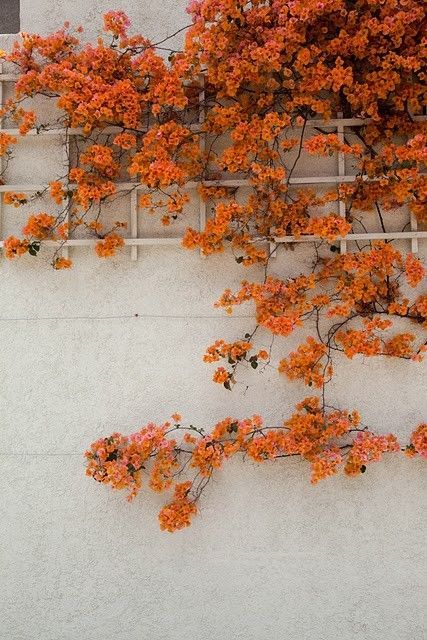 Inspiring autumn colors of burnt orange blooms on a concrete wall up a trellis. Lobelia Cardinalis, Aesthetic Orange, Prompts Ideas, Fleur Orange, Orange Walls, Orange You Glad, Orange Aesthetic, Orange Wallpaper, Orange Wedding