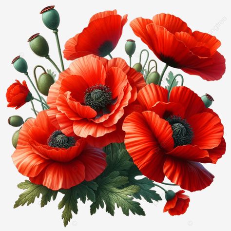 a bouquet of red flowers with the words a bouquet of red flowers bouquet of red flowers red flower Poppy Flower Illustration, Red Flowers Bouquet, Pictures Of Poppy Flowers, Poppy Flower Bouquet, Poppy Flower Art, Red Flower Bouquet, Flower Poppy, Flower Graphics, Red Poppy Flower