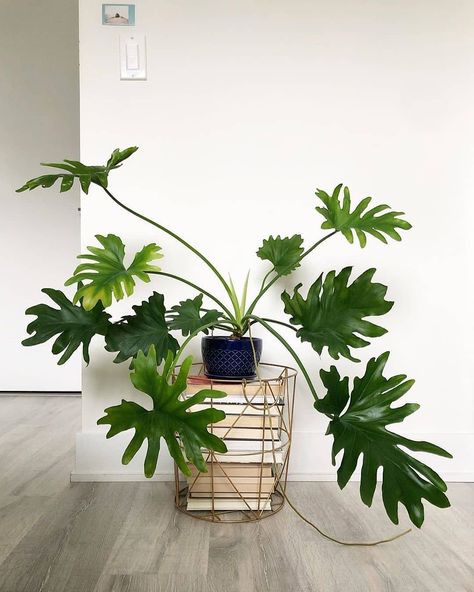 35 Best Indoor Plants That Clean the Air and Remove Toxins - on Thursd Selloum Plant, Philodendron Bipinnatifidum, Lily Turf, Pineapple Planting, Parlor Palm, Wall Paneling Diy, Moth Orchid, Chinese Evergreen, Banana Plants