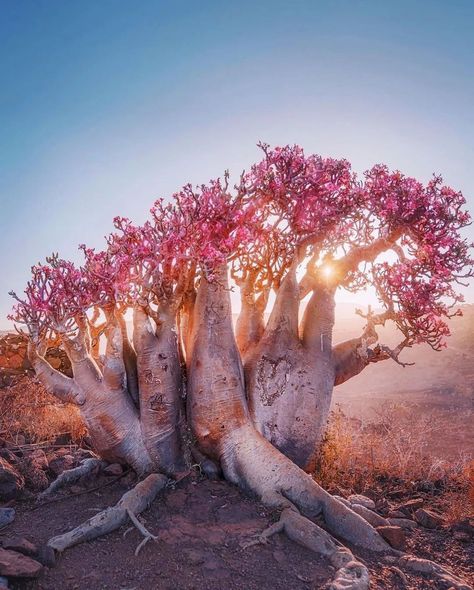 The Dragon Tree (Dracaena cinnabari) on the island of Socotra is a famous and visually striking species that's closely related to the more well-known Dracaena draco. It's known for its umbrella-like canopy of thick, red resin that gives it a distinctive appearance. This resin was historically used for its medicinal and cosmetic properties, and it's sometimes referred to as "dragon's blood." Dracaena Cinnabari, Dracaena Draco, Crop Ideas, Dragon Blood Tree, Adenium Obesum, Socotra, Dragon Tree, Dragon Blood, Dragons Blood