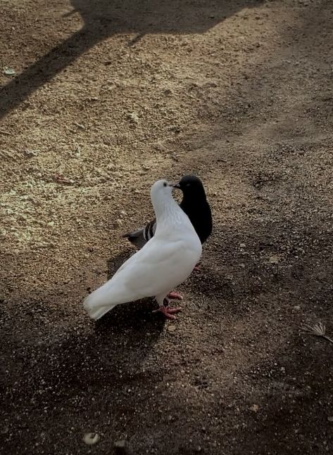 Romantic Animal Couples, Couples With Opposite Aesthetics, Opposites Couple Aesthetic, Opposite Couple Aesthetics, Opposite Attracts Aesthetic, Opposite Sisters Aesthetic, Opposite Girlfriends Aesthetic, Opposite Aesthetic Best Friends, Animal Couple Aesthetic