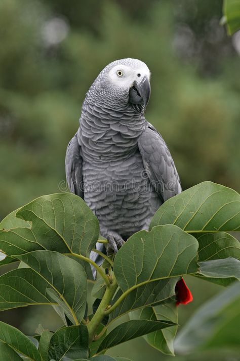 Timneh African Grey, Gray Parrot, Congo African Grey, Bird Mom, Grey Parrot, Funny Parrots, African Grey Parrot, African Grey, Parrot Bird