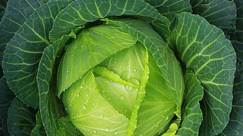 Some cuisines have embraced the cabbage and have lots of mouth-watering ways to cook this leafy green. Here are some great ways you can add them to your menu. Cabbage Health Benefits, Cabbage Benefits, Cabbage Seeds, Braised Cabbage, Veggie Patch, Fall Garden Vegetables, Heirloom Vegetables, Green Cabbage, Goulash