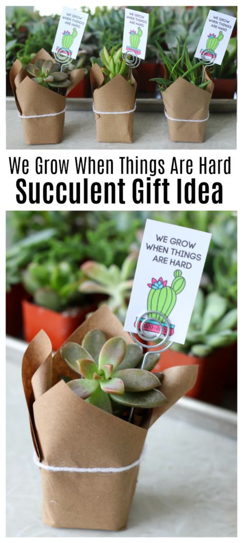 Succulents For Teacher Appreciation, Summer Gift Ideas For Women, Succulents Gift Ideas, Plant Gift Tags, Plants Gift Ideas, Homeroom Mom, Desk At Home, Succulent Gift, Cactus Gifts