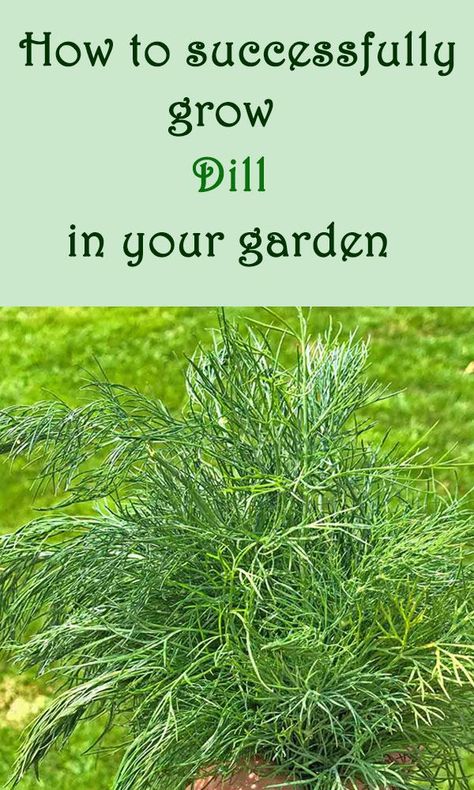 Dill Growing Dill, Grow Dill, How To Grow Dill, Garden Veggies, Indoor Herb Garden, Veg Garden, Herbs Indoors, Container Gardening Vegetables, Gardening Advice