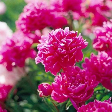 Top 20 Perennials for Your Garden-once you plant them,they just keep coming year after year-a very good thing Tall Perennial Flowers, Hardy Hibiscus, Perennial Bulbs, Best Perennials, Fragrant Plant, Have Inspiration, Hardy Perennials, Flower Gardens, Gardening Flowers