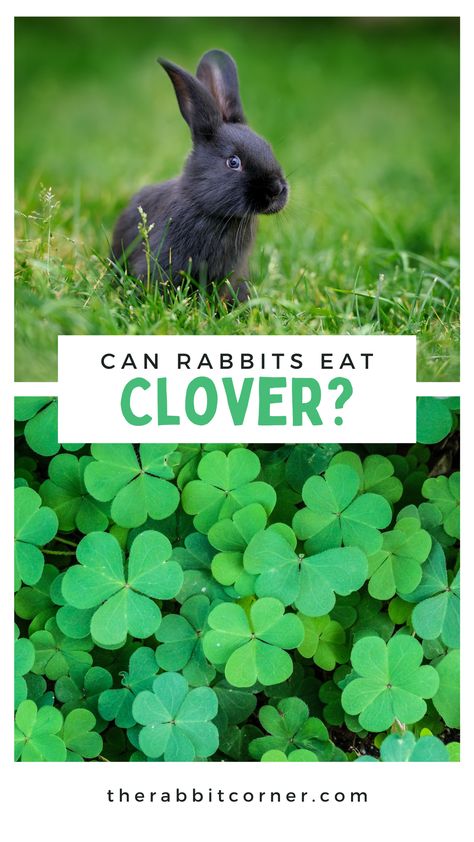 Rabbit Veggie List, What Do Bunnies Eat, Rabbit Food List, Bunny Diet, Bunny Homes, Rabbit Diet, Rabbit Farm, Enclosure Ideas, Banana Treats