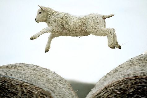 lamb leaping atop round bales - sheep_leap_03 by georgei145, via Flickr - #lamb #sheep #leap #jump #run #hay #round #bale #farm #animal #animals #lambs #spring tå√ Lamb Jumping, Sheep Jumping, Sleeping Sheep, Sheep Art, Counting Sheep, Can't Sleep, Sheep And Lamb, Cute Sheep, A Sheep