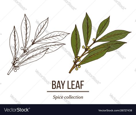 Bay Laurel Tattoo, Laurel Tattoo, Palm Tree Vector, Laurel Branch, Laurel Tree, Laurus Nobilis, Herbs For Hair, Branch Tattoo, Kitchen Plants