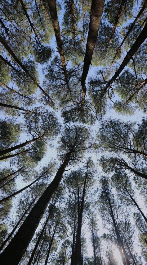 Forest Snapchat Story, Nature Story Instagram Ideas, Pinus Forest, Fb Highlights, Instagram Ios, Maa Image, Nature Trip, Heart In Nature, Kodaikanal