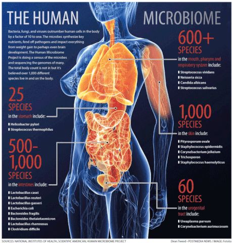 Microbiome Diet, Chest Congestion Remedies, Foggy Brain, Allergy Remedies, Gut Brain, Chest Congestion, Gut Bacteria, Gut Microbiome, The Human Body