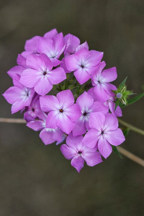 Downy Phlox (Phlox pilosa) Phlox Pilosa, Florida Wildflowers, Farmhouse Landscape, I Love Plants, Farmhouse Landscaping, Hummingbird Garden, Love Plants, Native Plants, Different Shapes