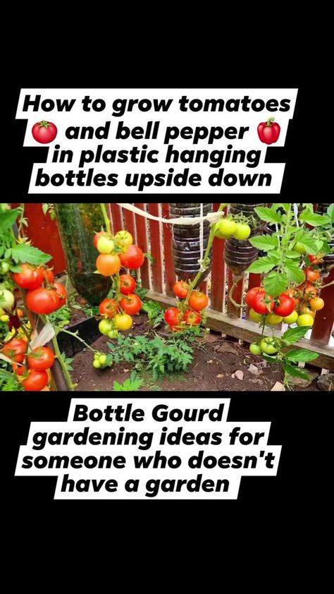 How to grow tomatoes 🍅 and bell pepper 🫑 in plastic hanging bottles upside down and has many fruits for someone who doesn't have a garden | Home Gardening UK | Home Gardening UK · Original audio Hanging Bottles, Growing Bell Peppers, How To Grow Tomatoes, Food Foraging, Growing Peppers, Wild Food Foraging, Container Planting, Grow Tomatoes, Garden Hacks