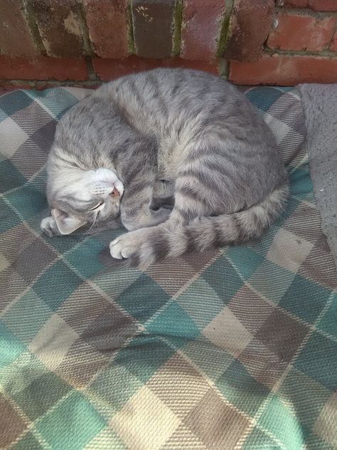 Cats Laying On Their Backs, Cat Laying Down Reference, Cat Leg Drawing, Cat Laying Down, Cat Laying On Back, Icarus Wings, Rug Illustration, Cat Outside, Cat Poses