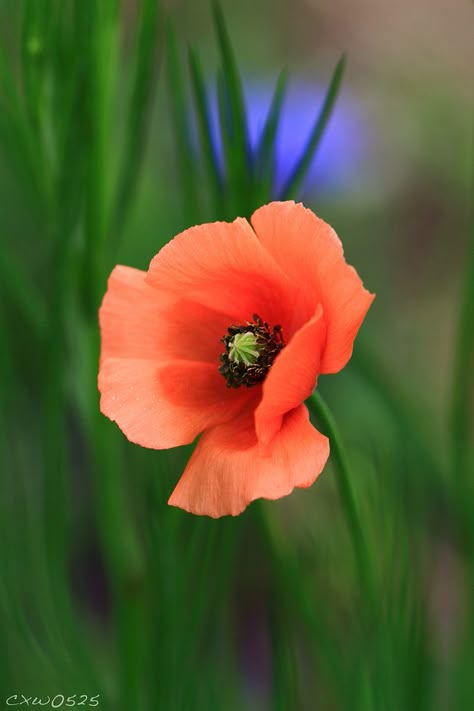 Poppy Flower Reference, Simple Flower Reference Photo, Types Of Poppies, Poppy Photos, Poppy Leaves, Poppies Photography, Poppy Flower Bouquet, Poppy Plant, Best Garden Design