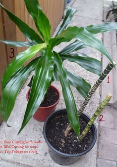 How To Propagate Dracaena Plant, Plants In Glass Bowl, Dracaena Plant Care, Dracena Plant, Flower Combinations, Dracaena Fragrans, Indoor Herbs, Snake Plant Care, Dracaena Plant