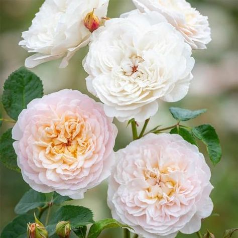 Heirloom Roses David Austin Rose Bush - Emily Bronte English Own Root One Gallon Fragrant Rose Plant Emily Bronte Rose, Plant Patio, David Austin Rose, Austin Rose, Fragrant Roses, Rose Plant, Heirloom Roses, Rose Varieties, Emily Bronte