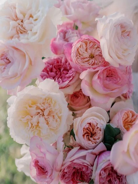 Trend Alert – Purely Pink - David Austin Wedding and Event Roses Couples Embracing, Pink Garden Wedding, Bridal Bouquet Roses, Different Wedding Themes, Pink Garden Rose, David Austin Wedding, Pink Wedding Receptions, Pink Bridal Bouquet, Pink Wedding Bouquet