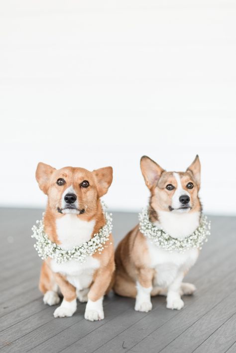 Corgi Wedding, Flower Collar Dog Wedding, Flower Crown Dog Photoshoot, Dog Wedding Flower Crown, Dog Wedding Accessories, Floral Dog Collar Wedding, Puppy Wedding, Bridals With Dog, Dog Wedding Outfits