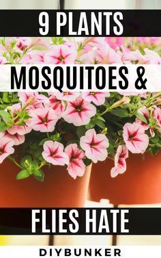 Plants That Repel Flies, Insect Repellent Plants, Repel Flies, Plants That Repel Bugs, Mosquito Plants, Mosquito Repelling, Tattoo Plant, Flowers In Pots, Repellent Plants