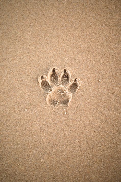 Sand Pictures, Puppy Paw Prints, Doodle Mom, Iphone11 Pro, Free Iphone Wallpaper, Best Iphone Wallpapers, Wallpaper Download, Wallpaper Free Download, Free Hd Wallpapers