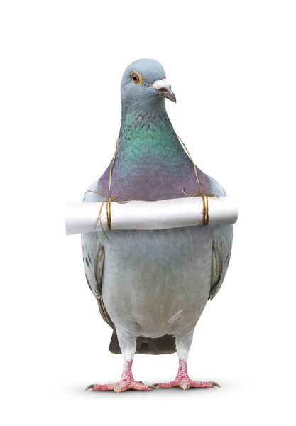 Pigeon Images, Messenger Pigeon, Pigeon Bird, Letter Paper, Pigeon, Full Body, Stock Images Free, Stock Photography, Royalty Free Stock Photos