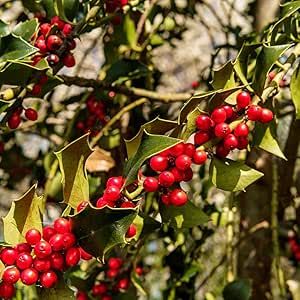 50 Seeds - American Holly Seeds | Christmas Holly (Ilex opaca) for planting - Evergreen Holly Smooth Winterberry - Bearberry Holly Holy Tree - Holly Shrub Bush to Grow - The Rike American Holly, Holly Shrub, Holly Bush, Christmas Holly, Amazon Com, Lawn Care, Lawn Garden, Planting, To Grow