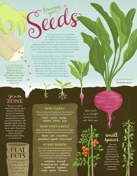 Growing your own vegetables from seeds can be as satisfying as it is delicious. It’s not as difficult as you may think—but it does require some planning. Choose your seeds based on what you like to eat, and be sure to follow the directions on the packet. Gardening Infographic, Food Infographic, Graphic Design Infographic, Infographic Poster, Infographic Illustration, Home Vegetable Garden, Edible Ink, Book Layout, Herb Garden